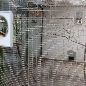 Frydenlund Fuglepark - Java sparrow aviary