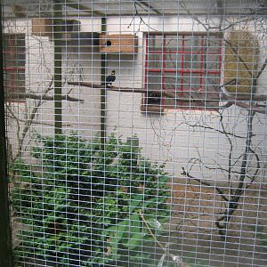 Frydenlund Fuglepark - Myna aviary