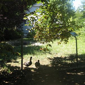 Frydenlund Fuglepark - Hawaiian goose exhibit