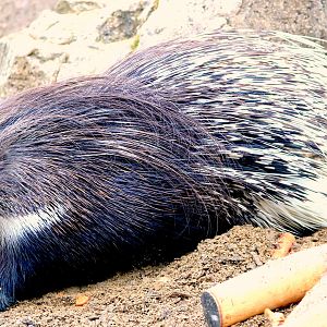 African crested porcupine: Cotswolds: 12th August 2018