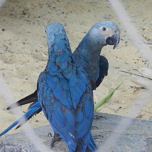 Spix´s Macaw