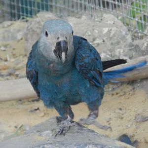 Spix´s Macaw