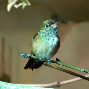Emerald Hummingbird