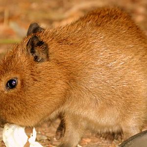 Young capybara; Cotswolds; 12th August 2018