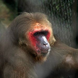 stump-tailed macaque (Macaca arctoides)