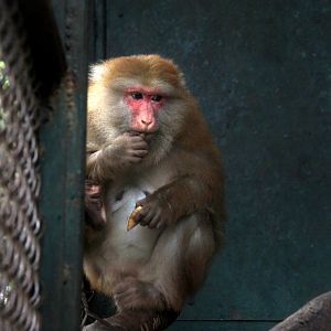 Assam macaque (Macaca assamensis)