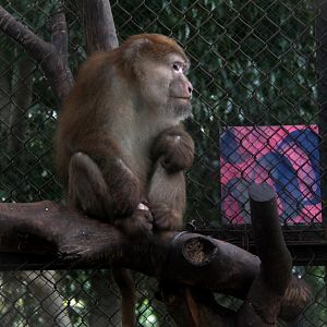 Assam macaque (Macaca assamensis)