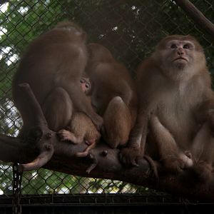 Assam macaque (Macaca assamensis)