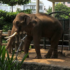 Asiatic elephant (Elephas maximus)