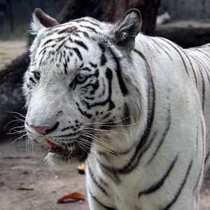 white tiger (Panthera tigris tigris)