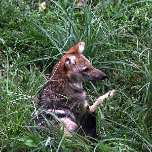golden jackal (Canis aureus)
