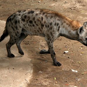 spotted hyena (Crocuta crocuta)