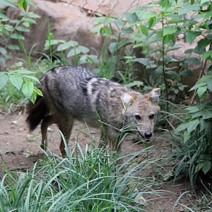 golden jackal (Canis aureus)