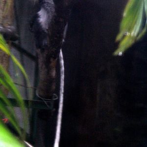 black-shanked douc (Pygathrix nigripes)