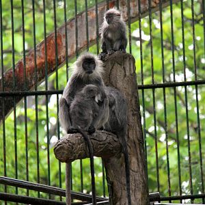 Annamese silvered langur (Trachypithecus margarita)