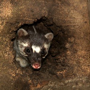 Burmese ferret-badger (Melogale personata)