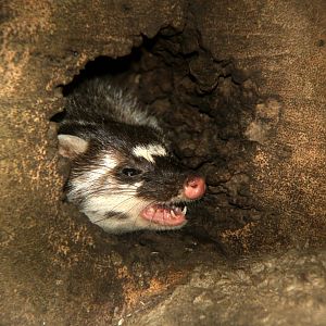 Burmese ferret-badger (Melogale personata)
