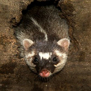 Burmese ferret-badger (Melogale personata)