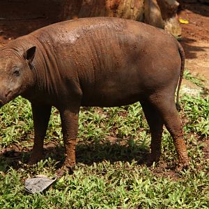North Sulawesi babirusa (Babyrousa celebensis)