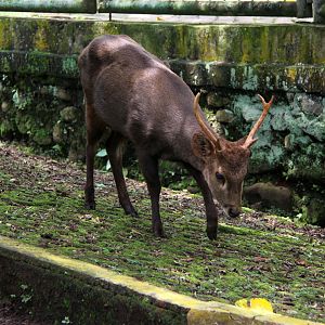 Bawean deer (Hyelaphus kuhlii)