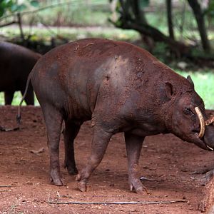North Sulawesi babirusa (Babyrousa celebensis)