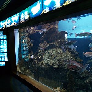 L'aquàrium Barcelona