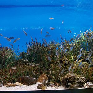 L'aquàrium Barcelona