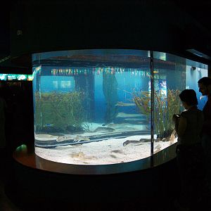 L'aquàrium Barcelona - cuttlefish aquarium