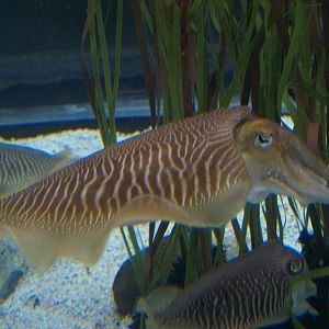 L'aquàrium Barcelona - cuttlefish