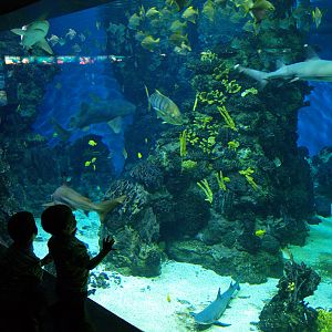 L'aquàrium Barcelona