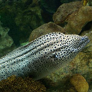L'aquàrium Barcelona - Gymnothorax isingteena