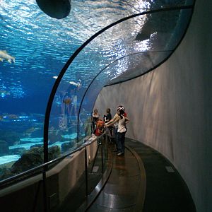 L'aquàrium Barcelona