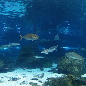 L'aquàrium Barcelona