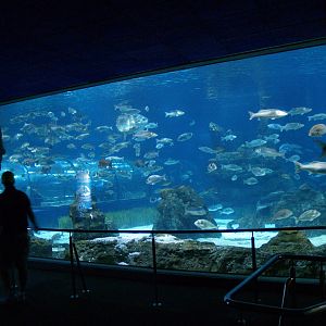 L'aquàrium Barcelona