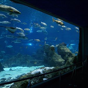 L'aquàrium Barcelona