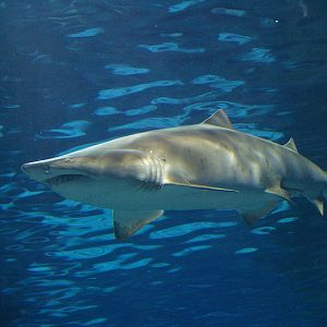 L'aquàrium Barcelona - Sand tiger shark (Carcharias taurus)