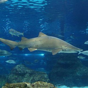L'aquàrium Barcelona - Sand tiger shark (Carcharias taurus)