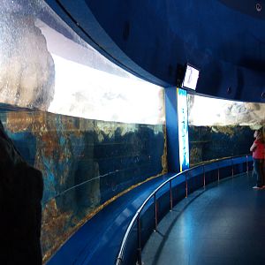 L'aquàrium Barcelona