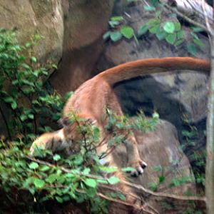 pouncing puma, Philadelphia Zoo