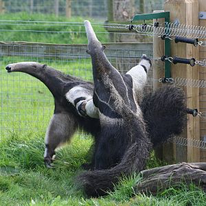 Giant Anteaters