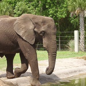 African Elephant - Plains of East Africa