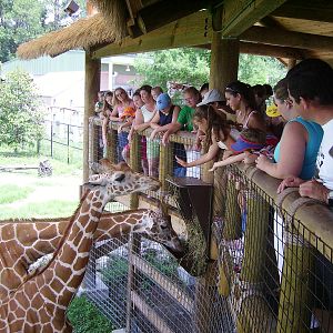 Giraffe Feeding Deck