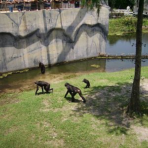 Bonobos - Great Apes of the World