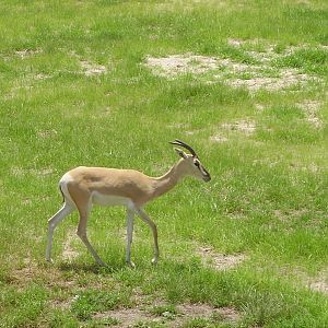 Soemmerring's Gazelle - Giraffe Overlook
