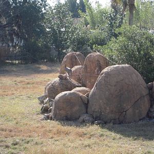 Klipspringer - Giraffe Yard