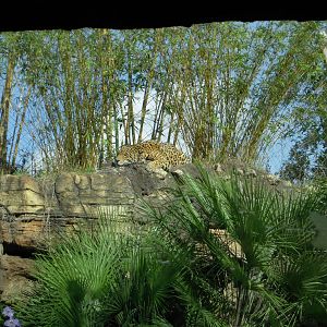 Jaguar - Range of the Jaguar