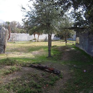 Expanded Gorilla Yard - Great Apes of the World