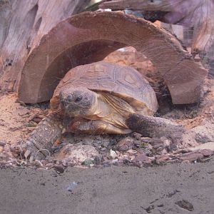 Gopher Tortoise