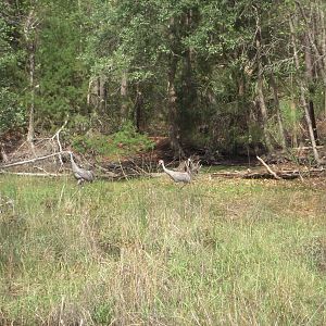 Sandhill Cranes