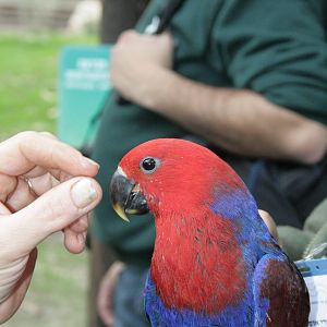 female eclectus